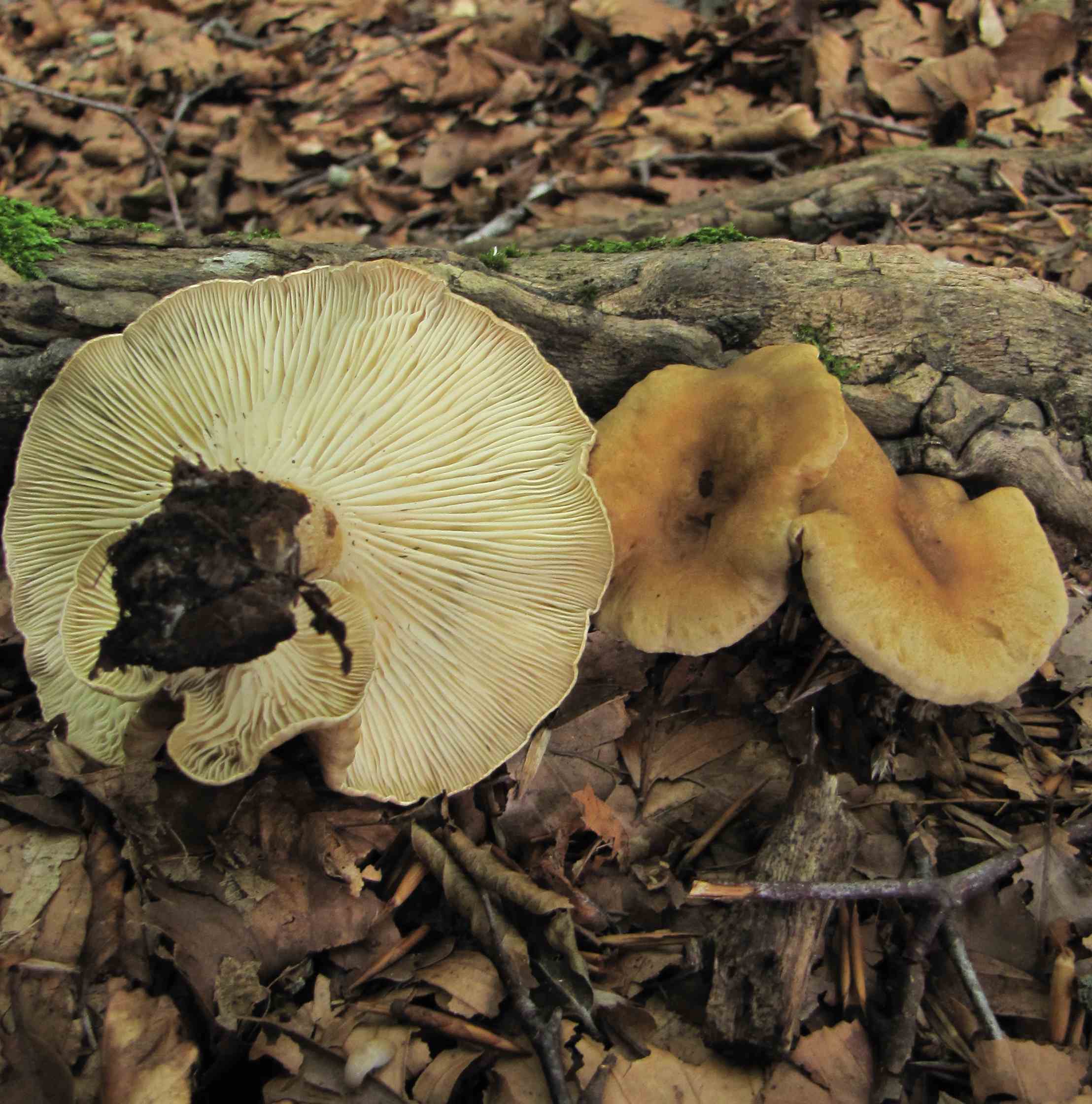 fungo a forma di imbuto